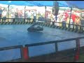 Hammerhead 3 vs Kanopener