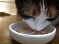 猫、ごはんに大興奮 - Cat excited at meal time.