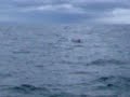 Sperm Whale (Physeter Macrocephalus) about to dive