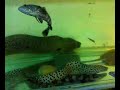 Big murray Eels
