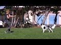 Extreme Dog Dancing Practice Canine Freestyle dogtraining