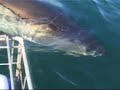 Mallorca en busca del gran tiburon blanco