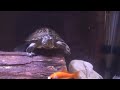 turtle eats a sliver fish