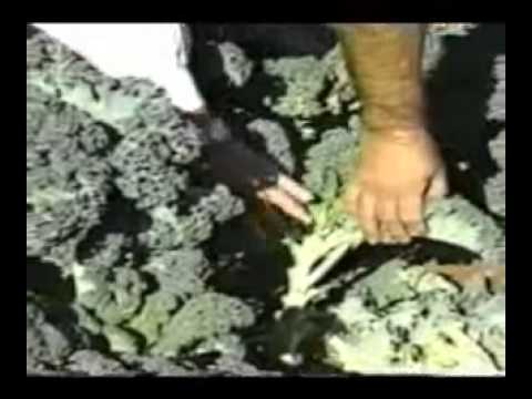 how to harvest kale