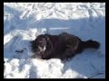 Puppies in the snow