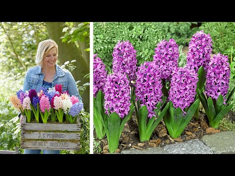 how to replant a hyacinth