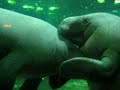 Manatee butterfly keeses Manatee butterfly keeses