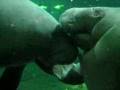 Manatee butterfly keeses