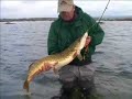 PIKE ACTION