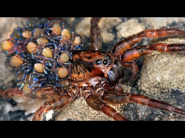 14 World S Largest Spiders | Free MP3 Download 14 World S Largest Spiders | Free MP3 Download