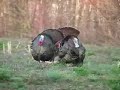 Youth Turkey Hunt in Pa Youth Turkey Hunt in Pa