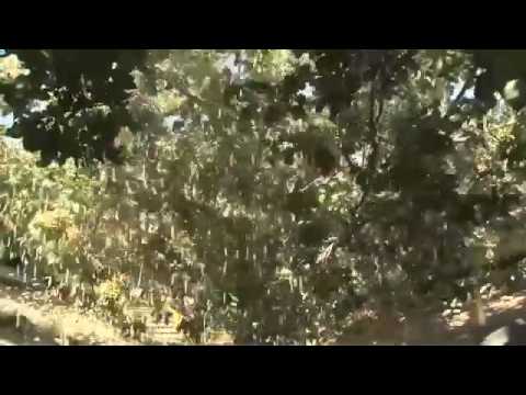 how to harvest pistachio nuts
