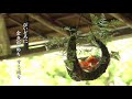 The Jar of Beauty - Goldfish (Part 3 of 3)