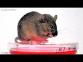 Induced Pluripotent stem (iPS ) Cells