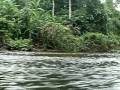 Taman Negara (National Park) Malaysia - YouTube