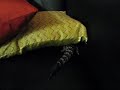 Blue tongue skink interaction