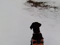 Schlittenhund Teil 2