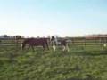 videos de Heart's Whisper 11-17-08