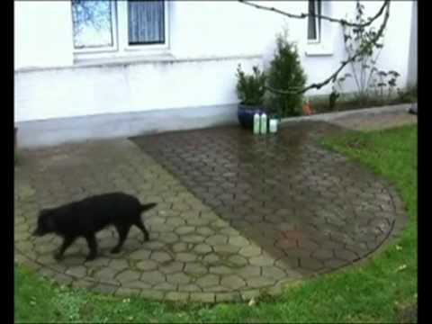 Moosentferner - Der biologische Moosentferner von AGO