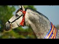 Available For Stallion Service: 5x National Champion Santeno  3x National Champion Spokane!