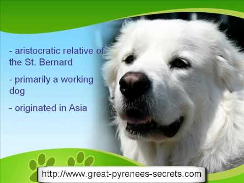 great pyrenees