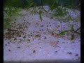 Chlamydogobius eremius Chlamydogobius eremius