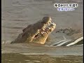 Hippo Eat Zebra (after Croc)