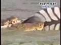 Hippo Eat Zebra (after Croc)