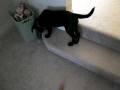 videos de puppies