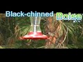 Black-Chinned Hummingbird