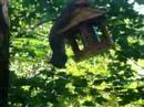 squirell attempts to ffed squirell attempts to ffed