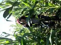 Flemings Orchard Corn.AVI
