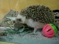 Hedgehog playing Hedgehog playing