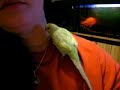 Kimi la perruche parle. Talking Budgie