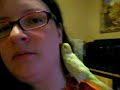 Kimi la perruche parle. Talking Budgie
