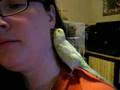 Kimi la perruche parle. Talking Budgie