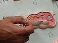 videos de NCC reproductive lab practical
