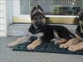 Choosing the right puppy-The German Shepherd