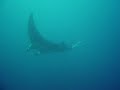 Manta Raya en Farallon Centinela