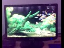 Akvarijum screensaver