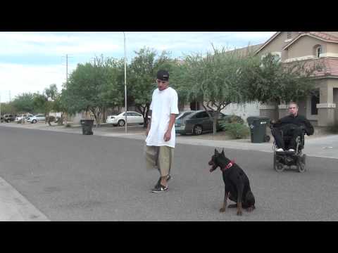 dober man