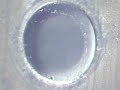 Hydrogel-encapsulated membrane subject to shock Hydrogel-encapsulated membrane subject to shock