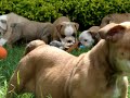 Bulldog Puppies 4 sale call us @ 786-206-9330 or visti us www.mauiexpokennel.com Bulldog Puppies 4 sale call us @ 786-206-9330 or visti us www.mauiexpokennel.com