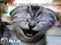 Mucao.com.br - Acho que vi um gatinho - Eleonora