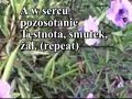 Jak Szybko Mijaja Chwile