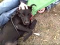 *ADOPTED* Rascal A161856