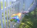 Ballon