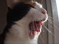 忙しい猫 - Cat looks very busy.