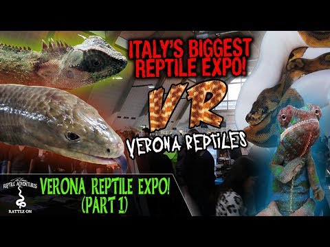 YouTube reptile video