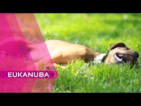  L'arrivée du Chiot à la Maison